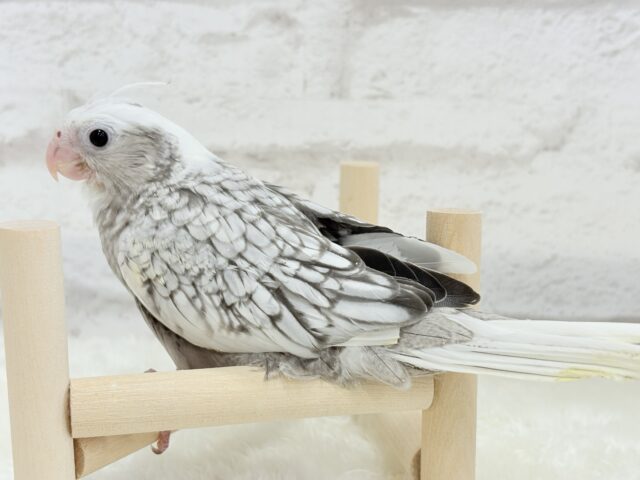 【最新画像更新🪄ひとり餌になりました☆】ぱやぱや♡ハゲタカみたい🐣🫧オカメインコ(WFパールパイド) ヒナ オカメインコ