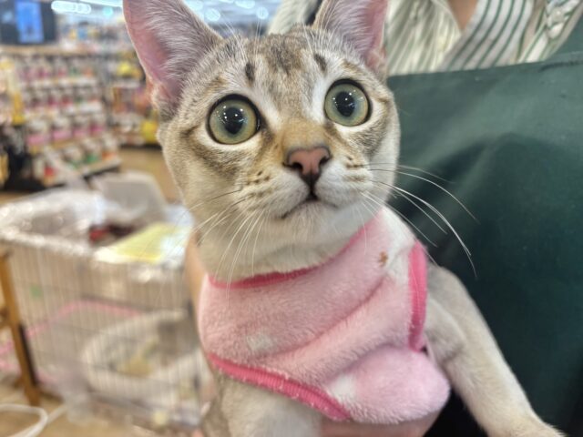 シンガプーラ