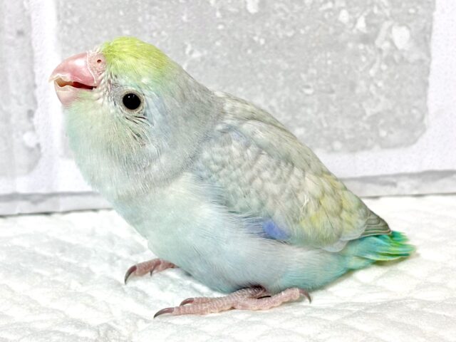 マメルリハ