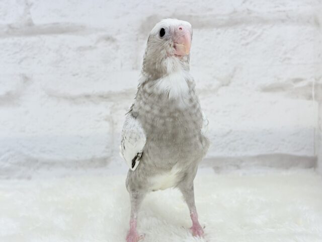 【最新画像更新🪄ひとり餌になりました☆】ぱやぱや♡ハゲタカみたい🐣🫧オカメインコ(WFパールパイド) ヒナ オカメインコ