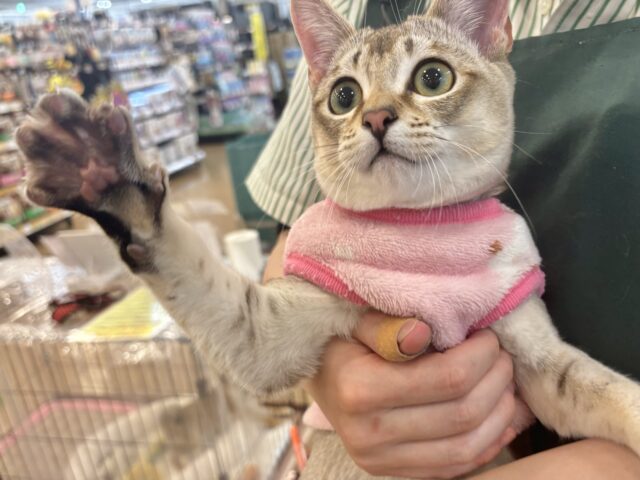 シンガプーラ
