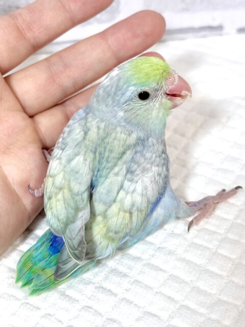 マメルリハ ターコイズEUダイリュートブルー 男の子 🍏️🩵🤍⟡.* マメルリハ