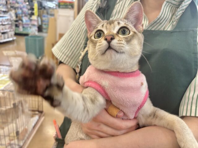 シンガプーラ