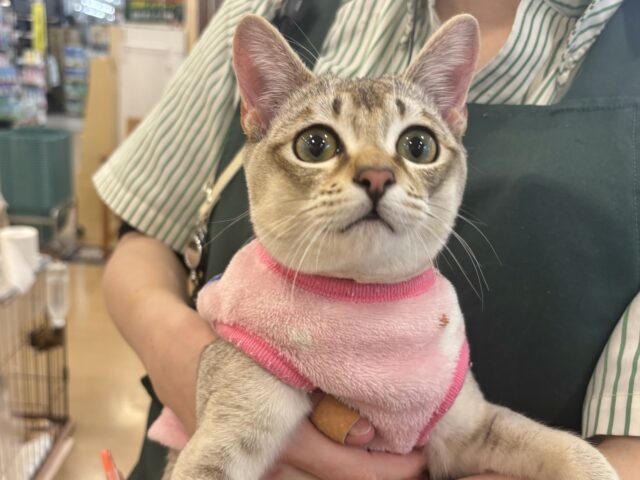 シンガプーラ