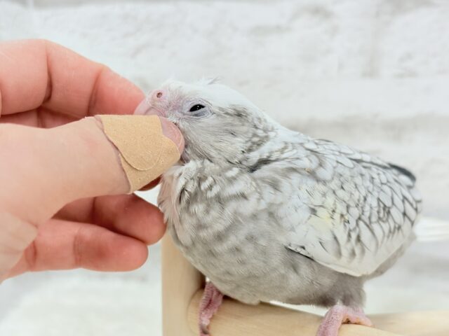 オカメインコ