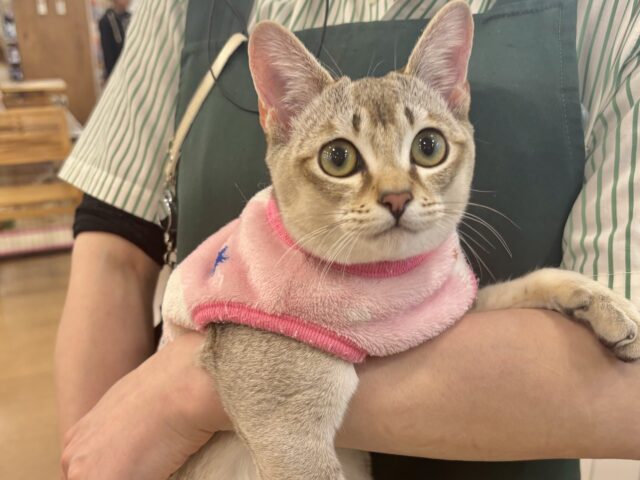 シンガプーラ