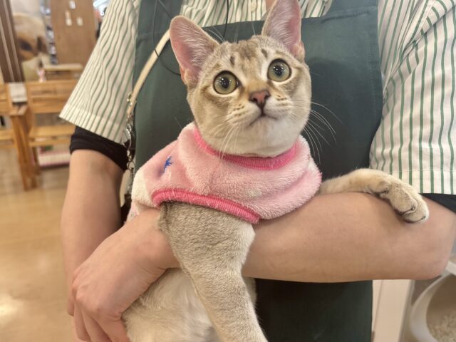 シンガプーラ