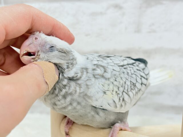 【最新画像更新🪄ひとり餌になりました☆】ぱやぱや♡ハゲタカみたい🐣🫧オカメインコ(WFパールパイド) ヒナ オカメインコ