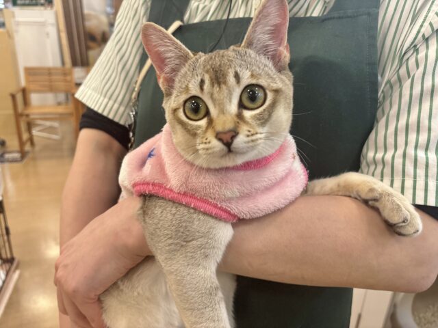 シンガプーラ