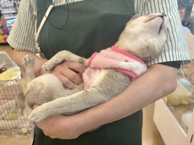 シンガプーラ