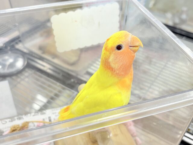 【最新画像更新🪄】ビビットカラー💛太陽サンサン🐣🔆コザクラインコ(ルチノーオパーリン) ヒナ コザクラインコ(小桜インコ)
