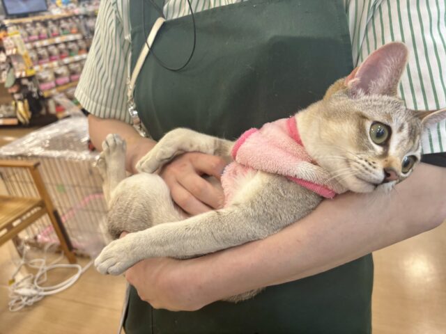 シンガプーラ