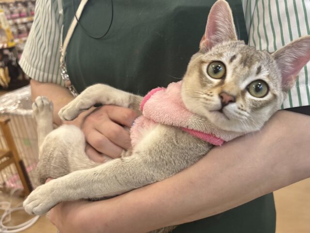 シンガプーラ