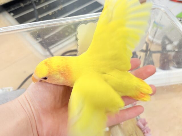 【最新画像更新🪄】ビビットカラー💛太陽サンサン🐣🔆コザクラインコ(ルチノーオパーリン) ヒナ コザクラインコ(小桜インコ)