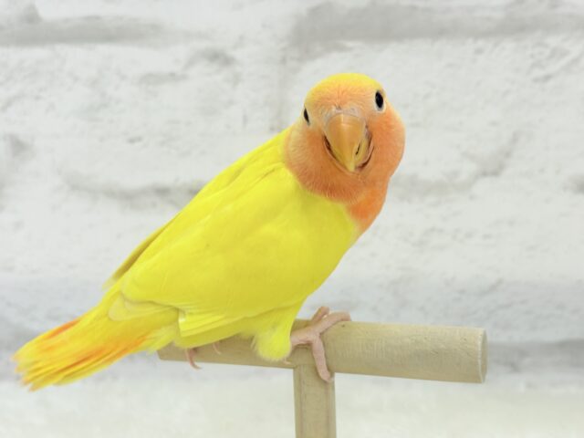 【最新画像更新🪄】ビビットカラー💛太陽サンサン🐣🔆コザクラインコ(ルチノーオパーリン) ヒナ コザクラインコ(小桜インコ)