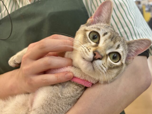 甘々タイムの破壊力が凄まじい♥シンガプーラくん! シンガプーラ