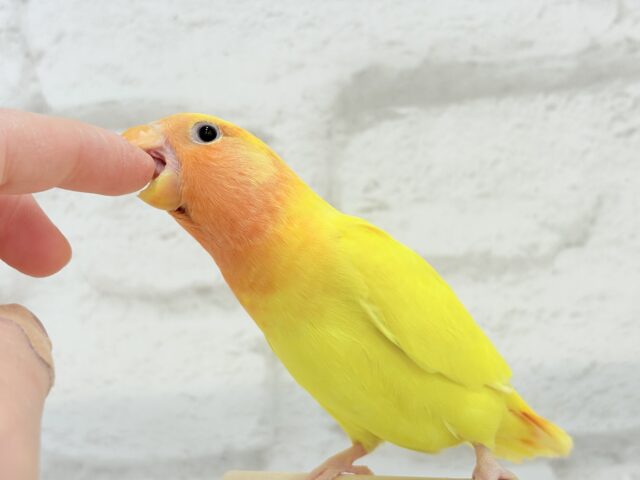 【最新画像更新🪄】ビビットカラー💛太陽サンサン🐣🔆コザクラインコ(ルチノーオパーリン) ヒナ コザクラインコ(小桜インコ)