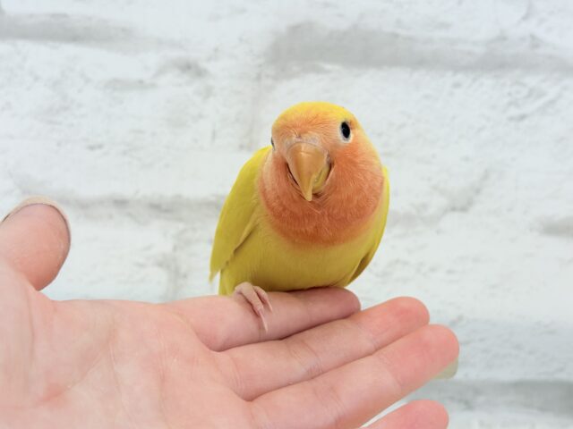 【最新画像更新🪄】ビビットカラー💛太陽サンサン🐣🔆コザクラインコ(ルチノーオパーリン) ヒナ コザクラインコ(小桜インコ)
