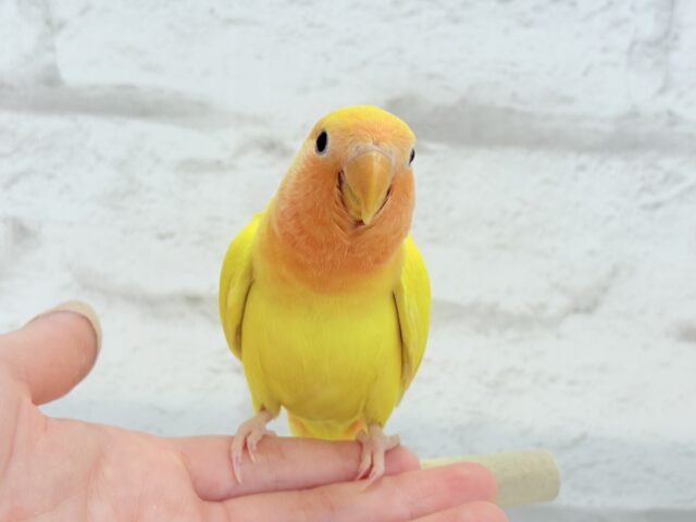 【最新画像更新🪄】ビビットカラー💛太陽サンサン🐣🔆コザクラインコ(ルチノーオパーリン) ヒナ コザクラインコ(小桜インコ)