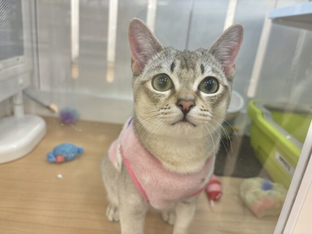 シンガプーラ