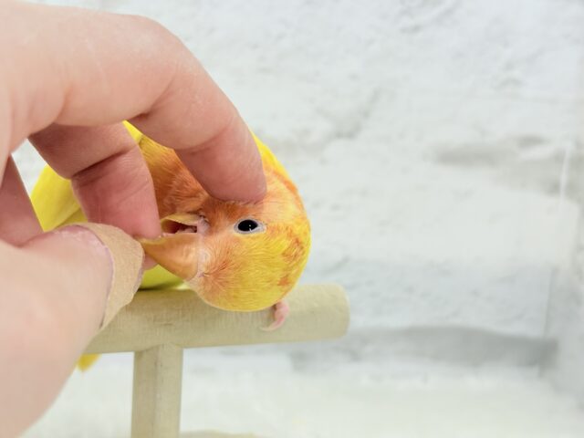 【最新画像更新🪄】ビビットカラー💛太陽サンサン🐣🔆コザクラインコ(ルチノーオパーリン) ヒナ コザクラインコ(小桜インコ)