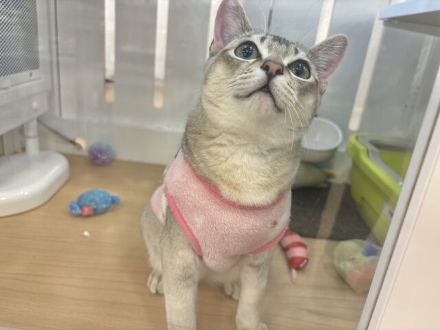 甘々タイムの破壊力が凄まじい♥シンガプーラくん! シンガプーラ