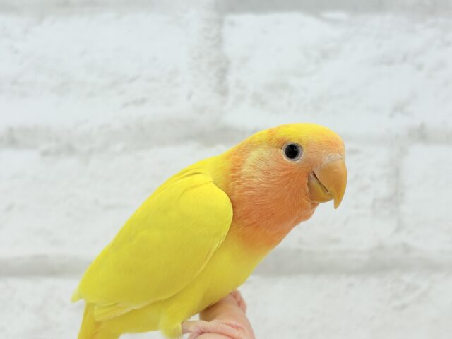 【最新画像更新🪄】ビビットカラー💛太陽サンサン🐣🔆コザクラインコ(ルチノーオパーリン) ヒナ コザクラインコ(小桜インコ)