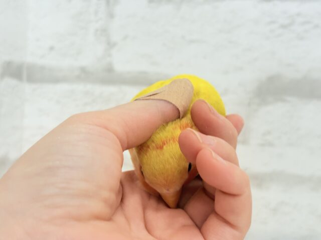 【最新画像更新🪄】ビビットカラー💛太陽サンサン🐣🔆コザクラインコ(ルチノーオパーリン) ヒナ コザクラインコ(小桜インコ)