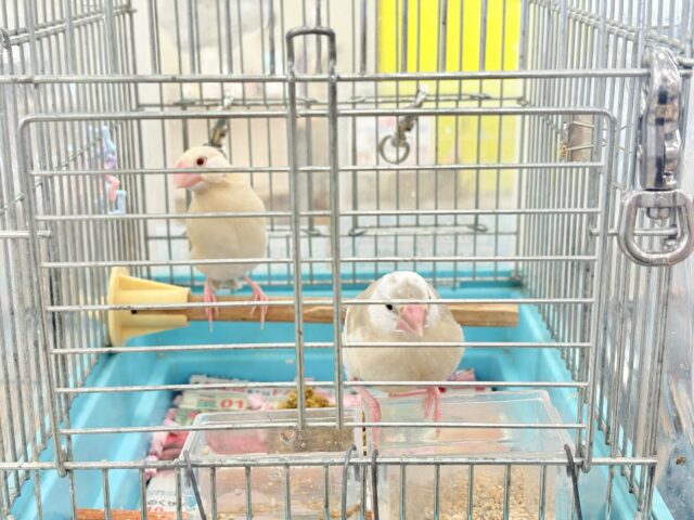 アゲイト文鳥