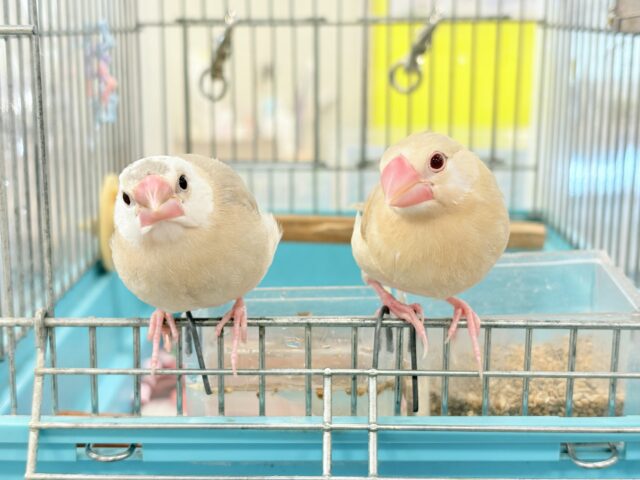 アゲイト文鳥
