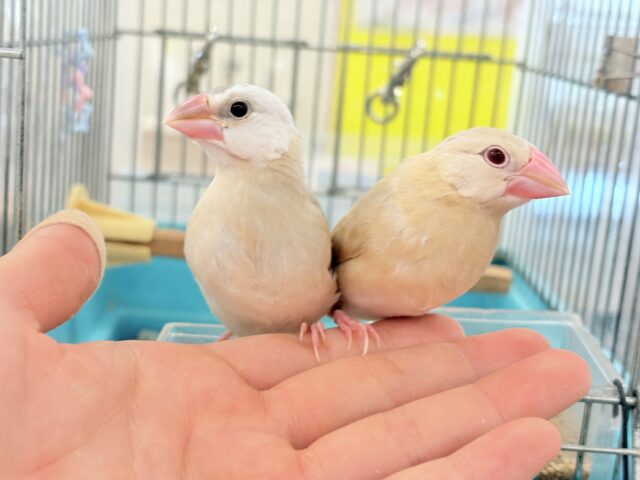 シナモン文鳥