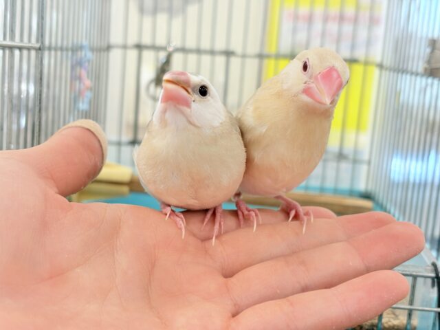 【最新画像更新🪄もうすぐひとり餌☆】ふんわり柔らかクリームラッテ🐣☕️アゲイト文鳥 ヒナ アゲイト文鳥