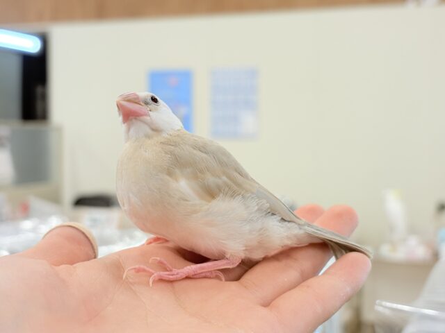 アゲイト文鳥