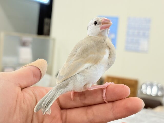 アゲイト文鳥