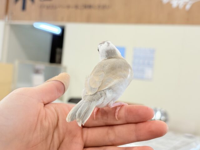 【最新画像更新🪄もうすぐひとり餌☆】ふんわり柔らかクリームラッテ🐣☕️アゲイト文鳥 ヒナ アゲイト文鳥