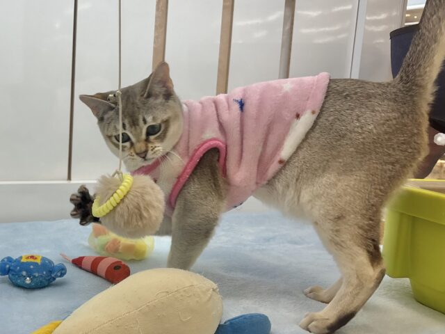 シンガプーラ