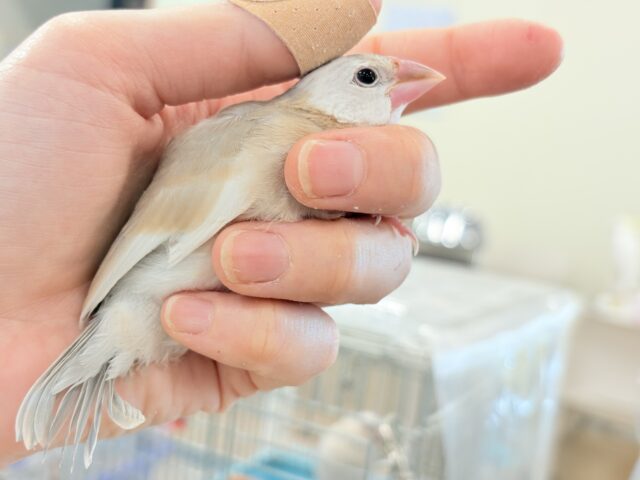 アゲイト文鳥