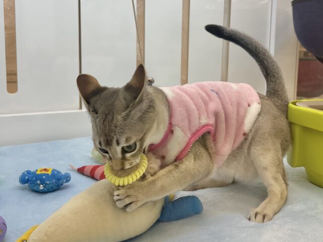 シンガプーラ