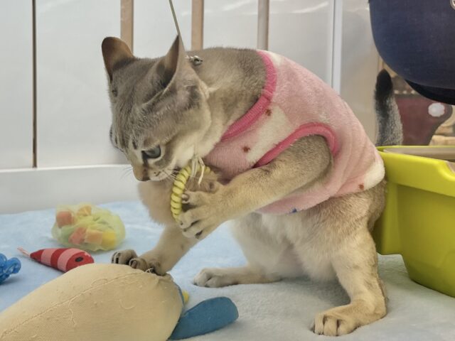 シンガプーラ