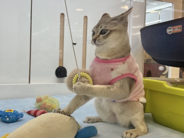 シンガプーラ