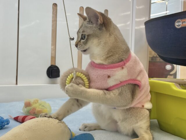 シンガプーラ