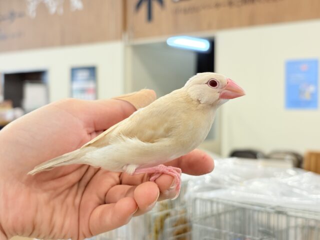 【最新画像更新🪄】ホットひと息ミルクティ☕️。oOクリーム添え🐣🍼シナモン文鳥 ヒナ シナモン文鳥