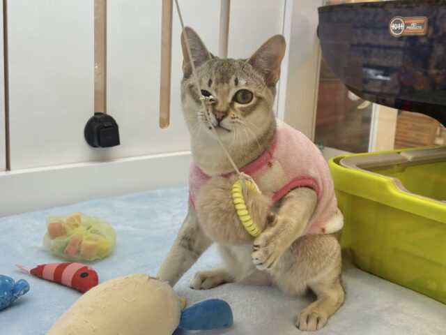 甘々タイムの破壊力が凄まじい♥シンガプーラくん! シンガプーラ
