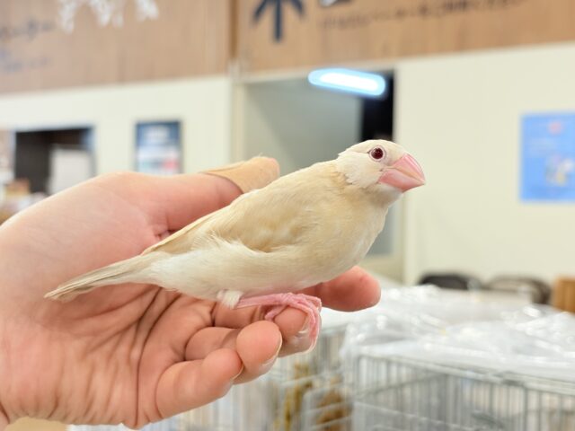 【最新画像更新🪄】ホットひと息ミルクティ☕️。oOクリーム添え🐣🍼シナモン文鳥 ヒナ シナモン文鳥