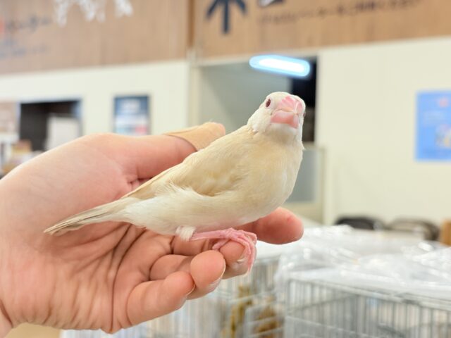 【最新画像更新🪄】ホットひと息ミルクティ☕️。oOクリーム添え🐣🍼シナモン文鳥 ヒナ シナモン文鳥