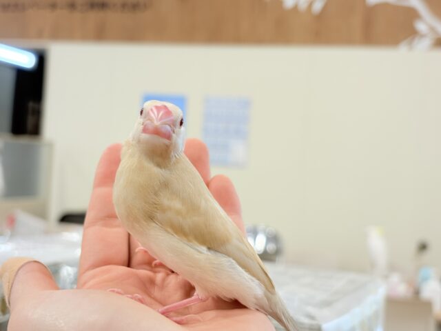 シナモン文鳥