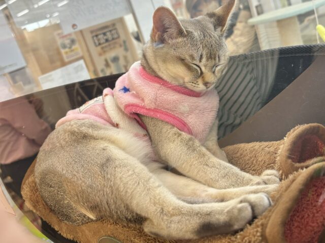 シンガプーラ