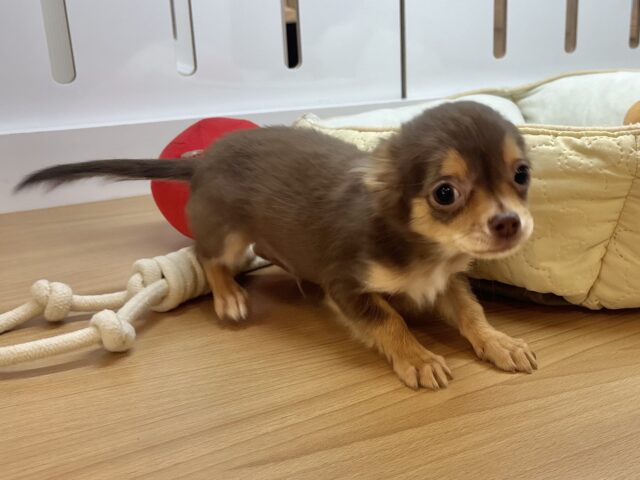 チワワ
