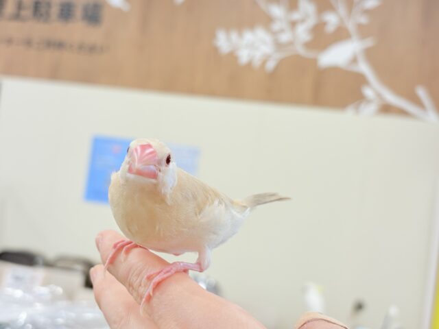 【最新画像更新🪄】ホットひと息ミルクティ☕️。oOクリーム添え🐣🍼シナモン文鳥 ヒナ シナモン文鳥