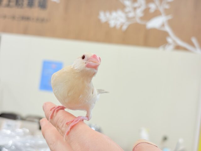 シナモン文鳥